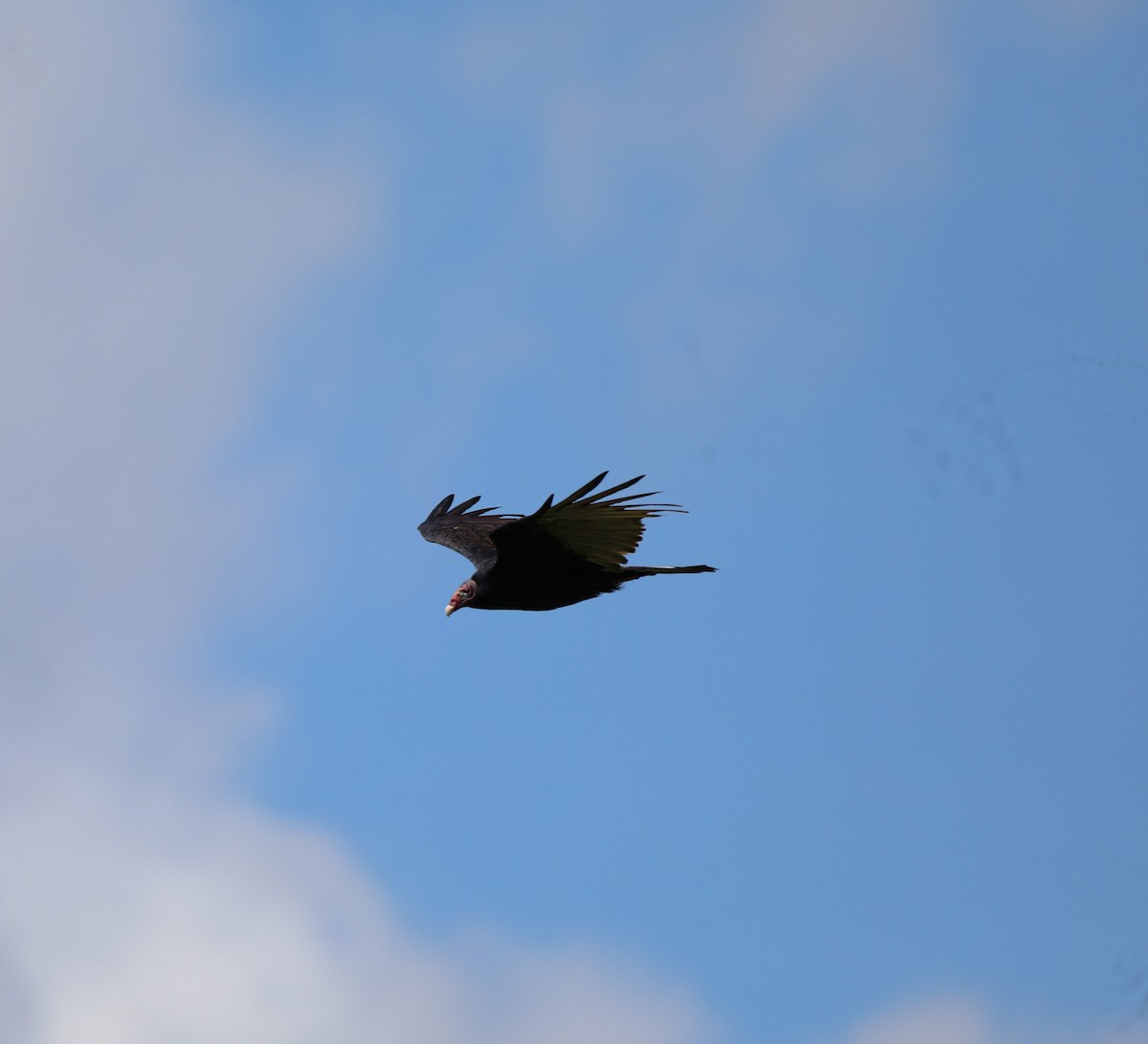 Turkey Vulture - ML608953479