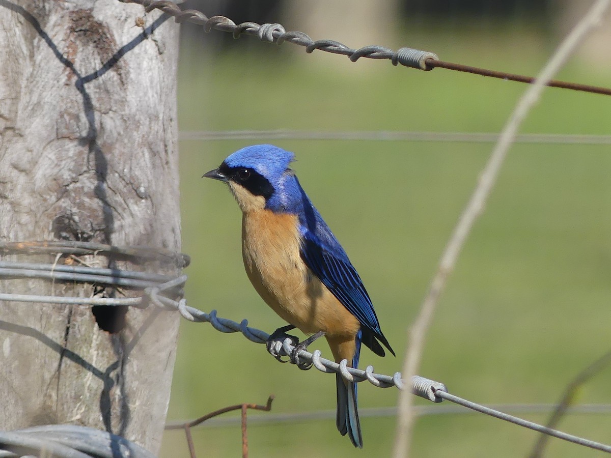 Fawn-breasted Tanager - ML608953544