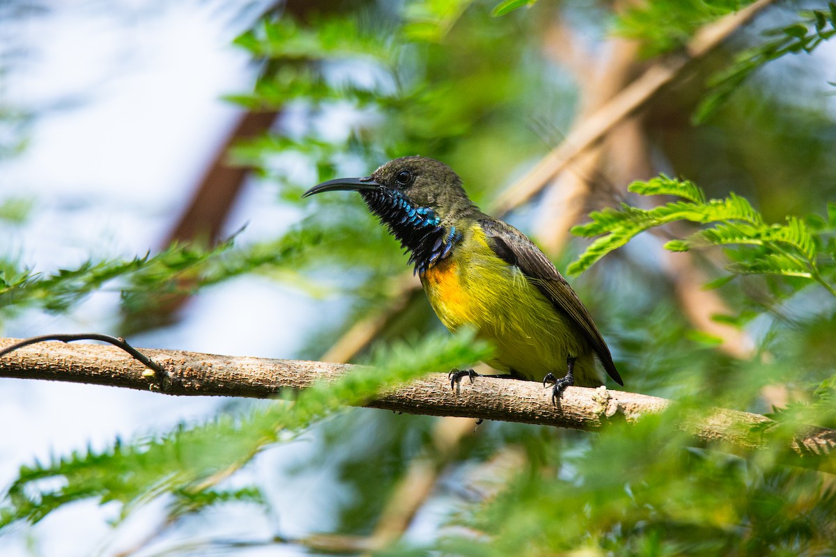 Apricot-breasted Sunbird - ML608953545