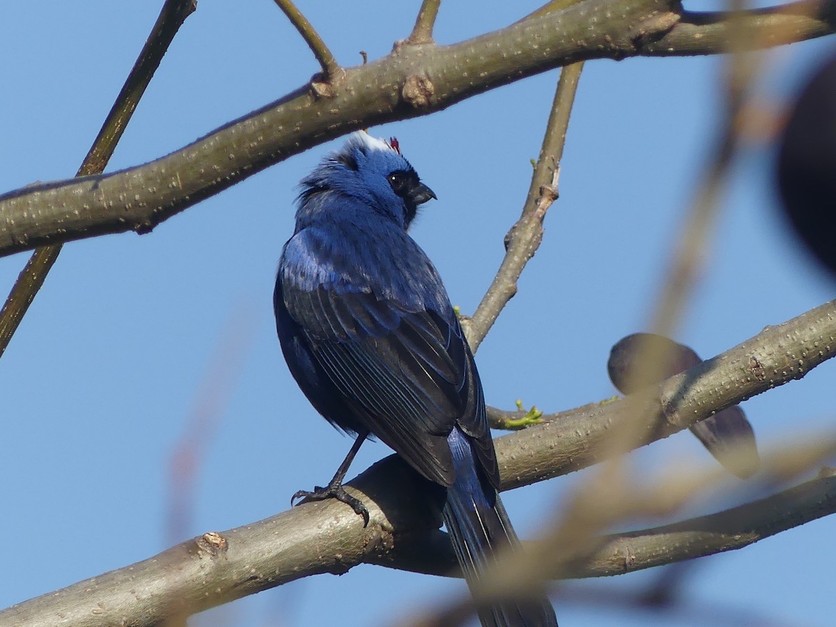 Diademed Tanager - ML608953551