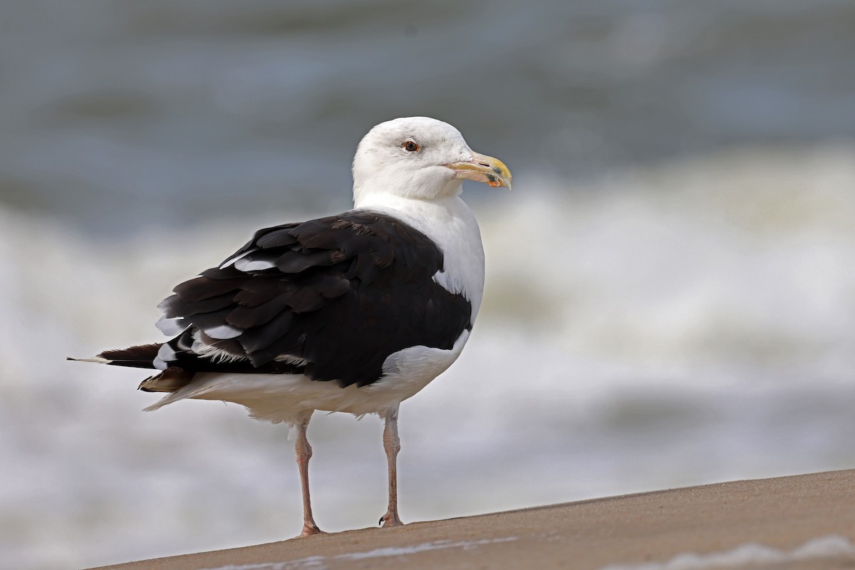 Great Black-backed Gull - Ming P.