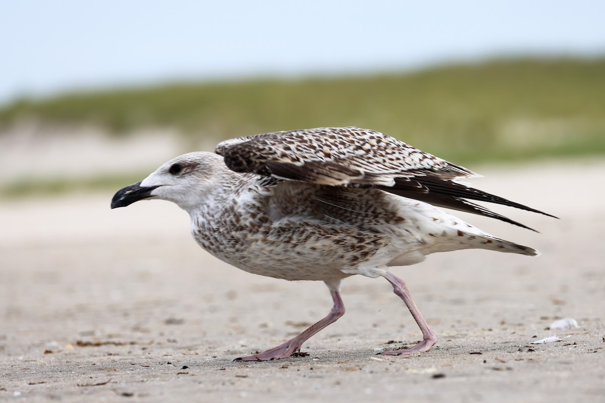 Great Black-backed Gull - ML608953556