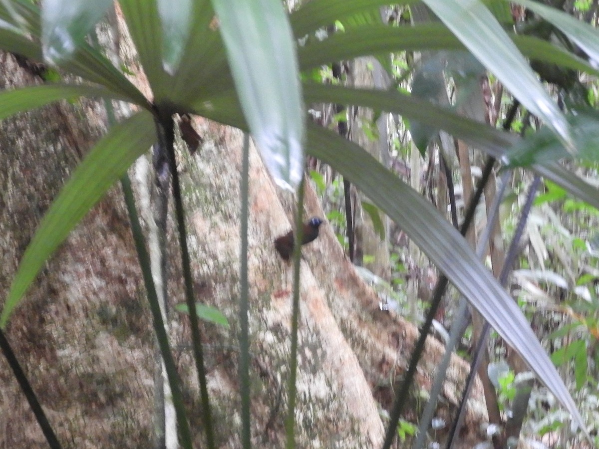 Chestnut-backed Antbird - ML608953627