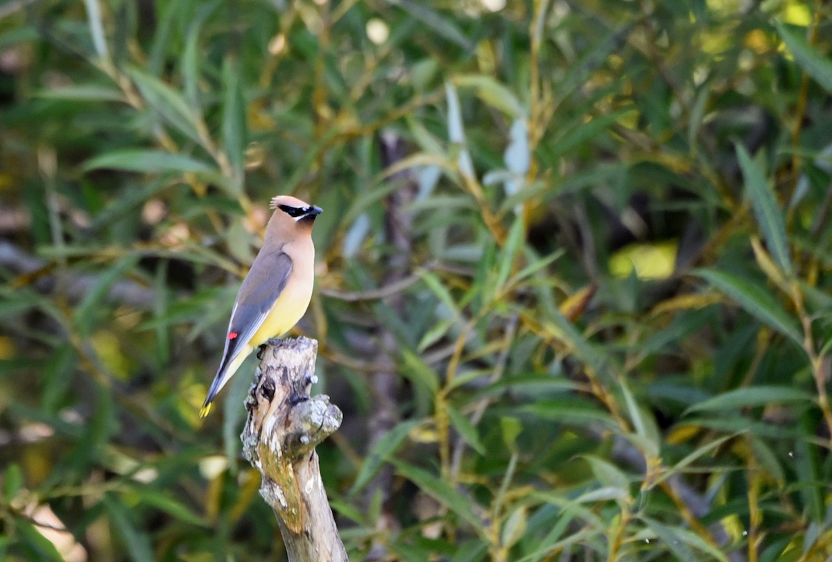 Cedar Waxwing - ML608953721