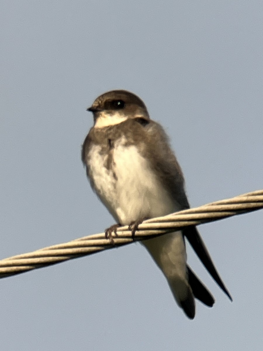 Bank Swallow - ML608953751