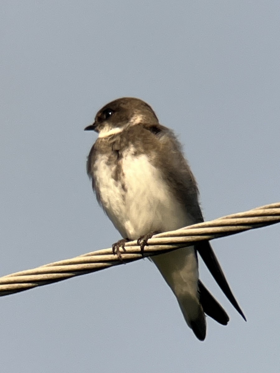 Bank Swallow - ML608953752