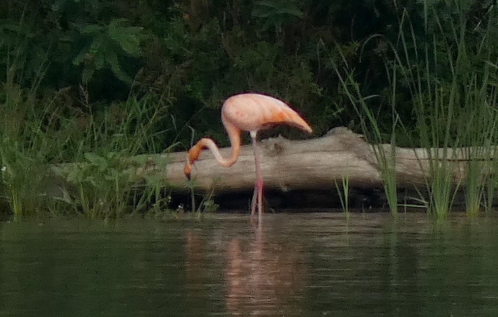 American Flamingo - Meredith Cohen