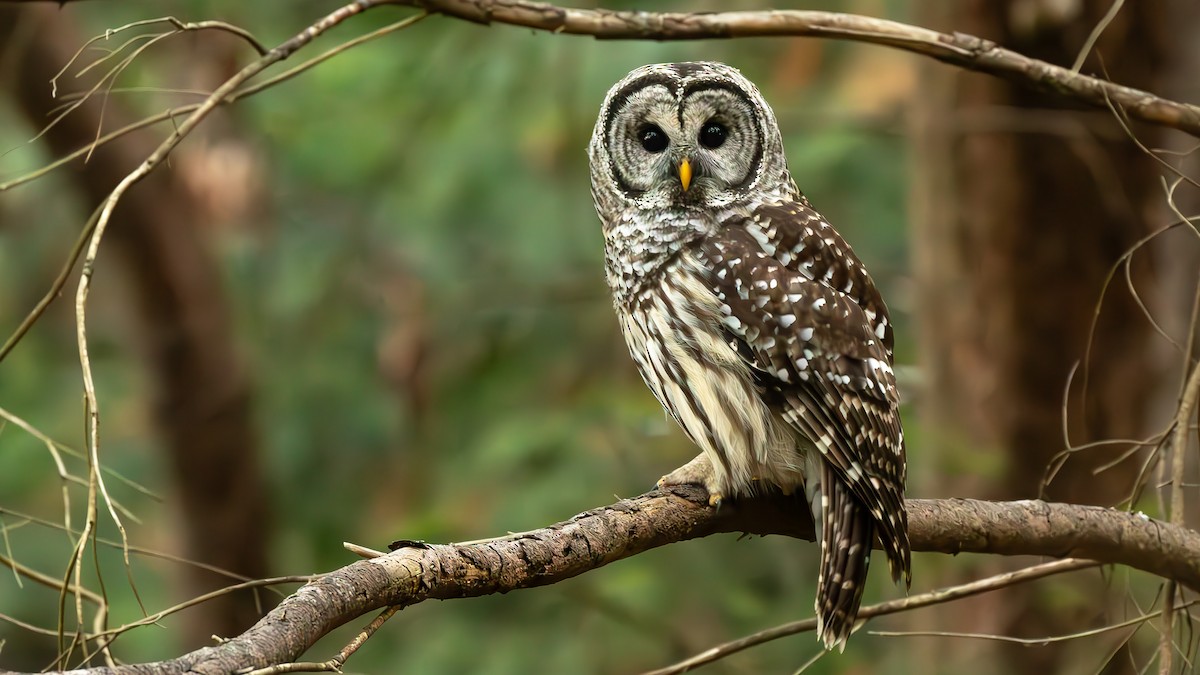 Barred Owl - ML608953834