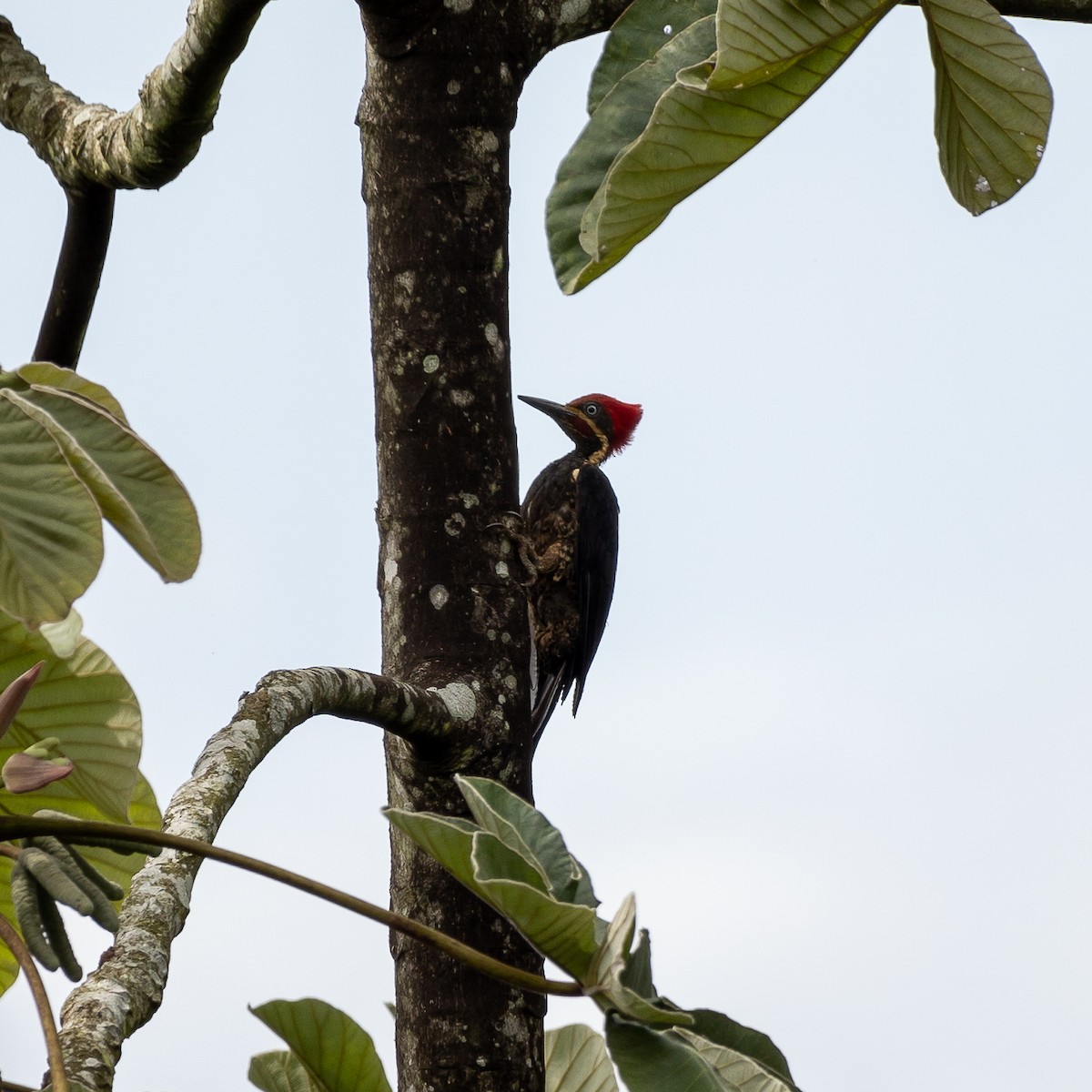 Lineated Woodpecker - ML608953937