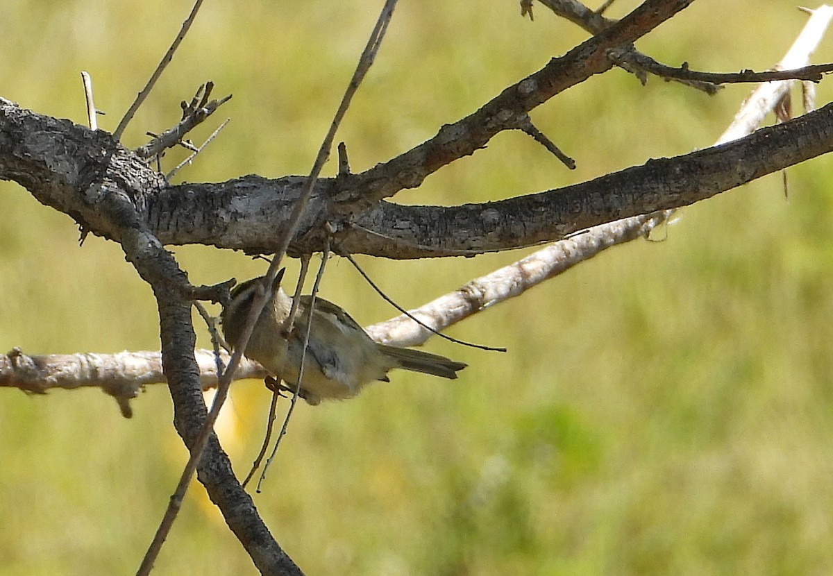 Golden-crowned Kinglet - ML608953979