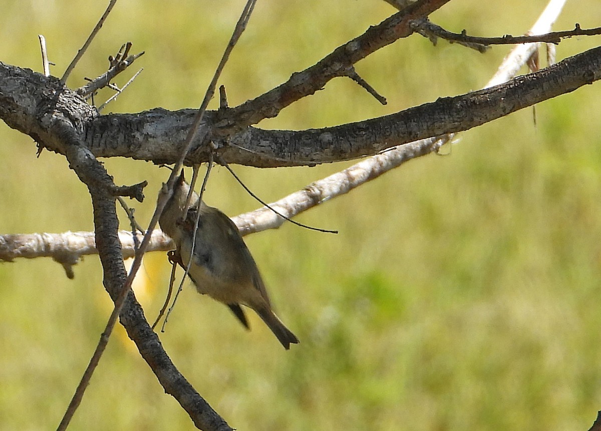 Golden-crowned Kinglet - ML608953980
