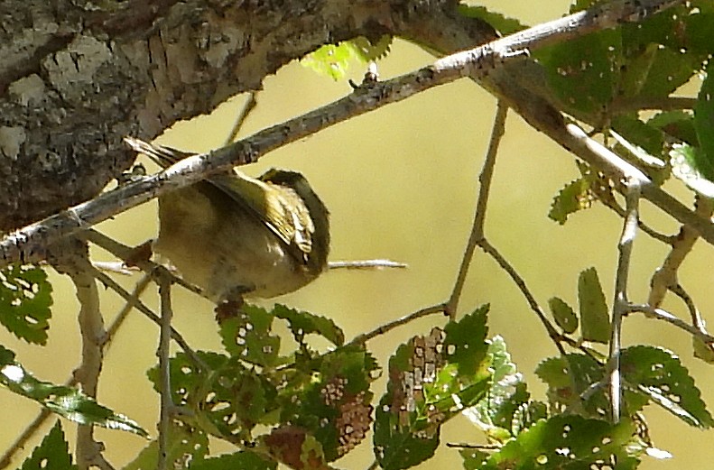 Golden-crowned Kinglet - ML608953981