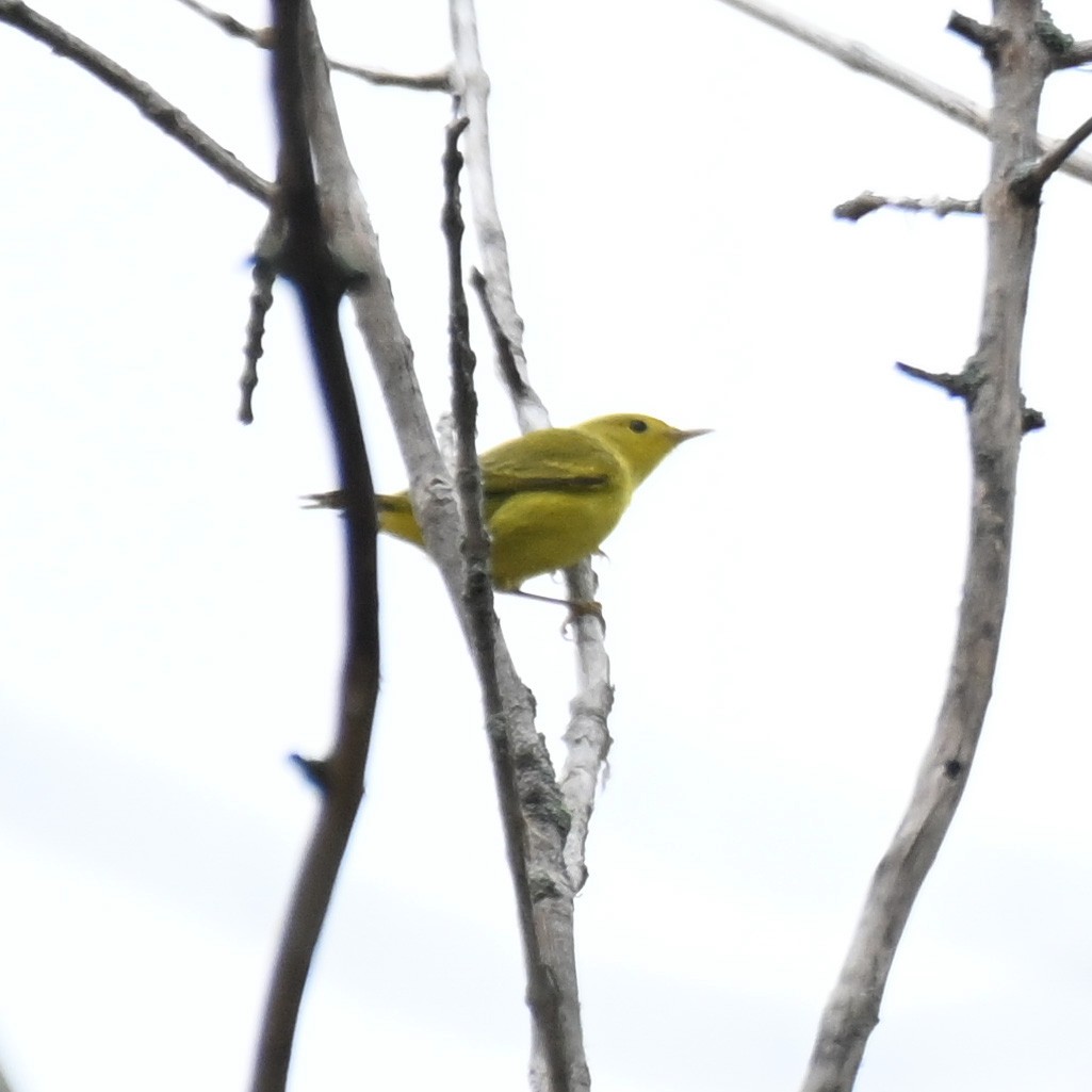 Yellow Warbler - KASEY MACSENTI