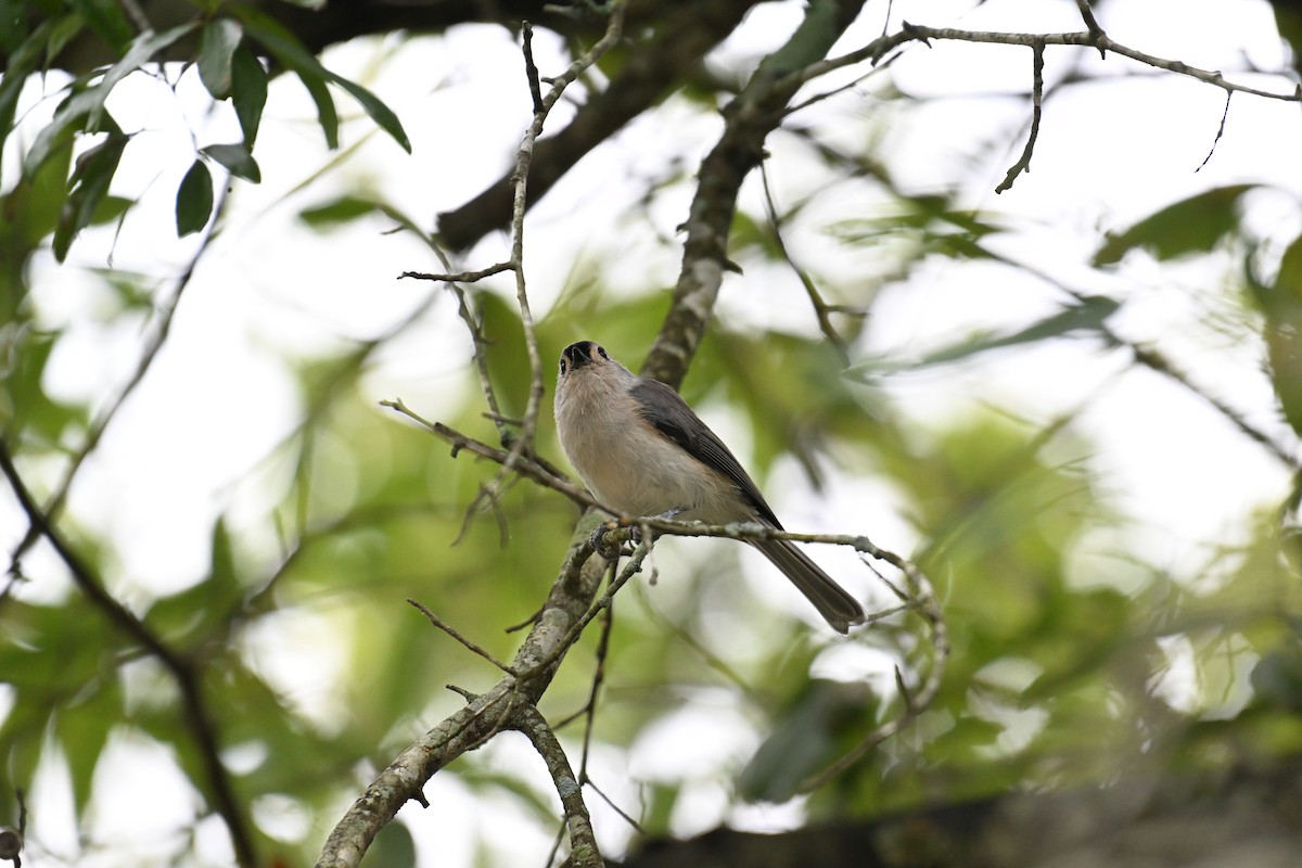 Tufted Titmouse - ML608954188