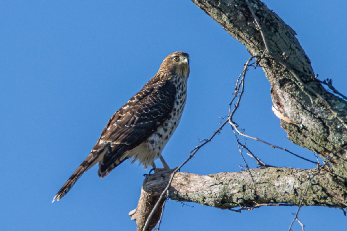 Cooper's Hawk - ML608954203