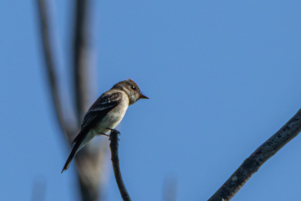 Eastern Wood-Pewee - ML608954217