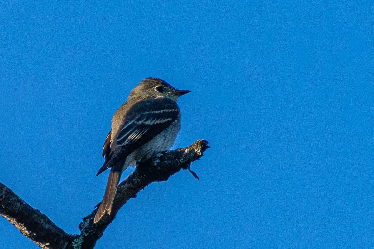 Eastern Wood-Pewee - ML608954218