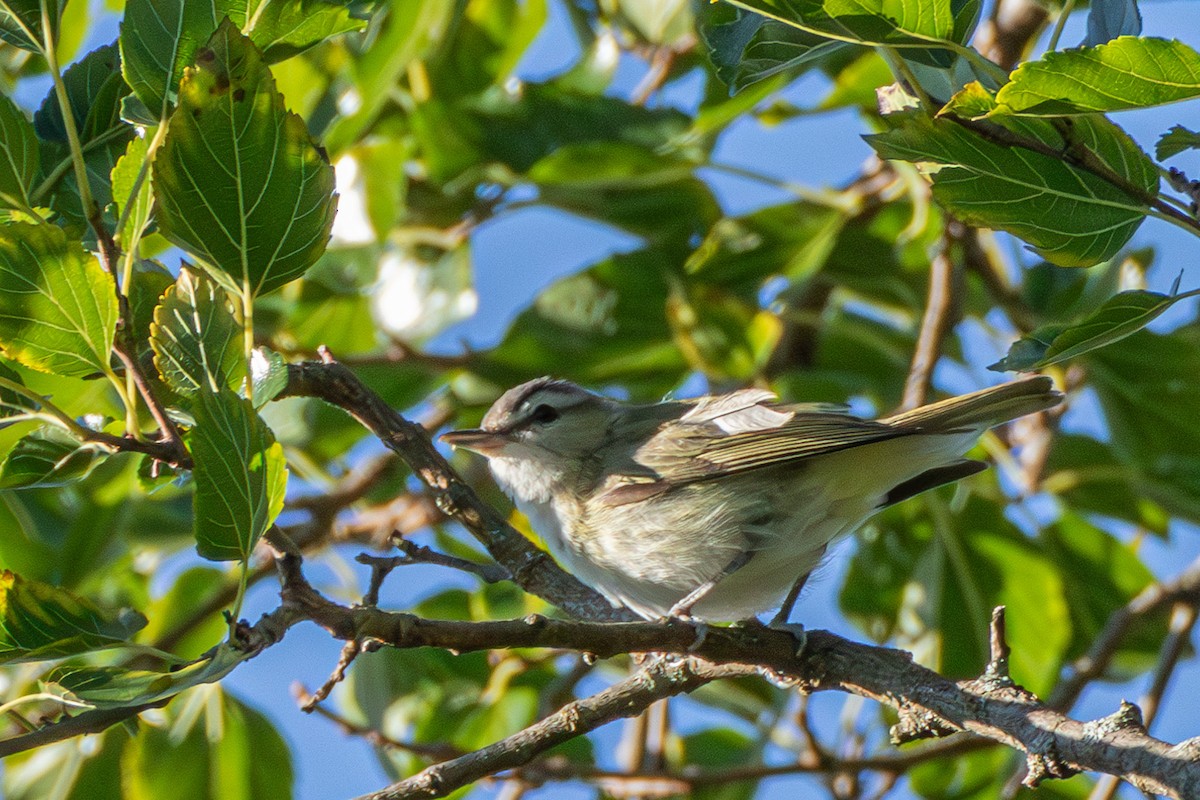 Vireo Ojirrojo - ML608954227