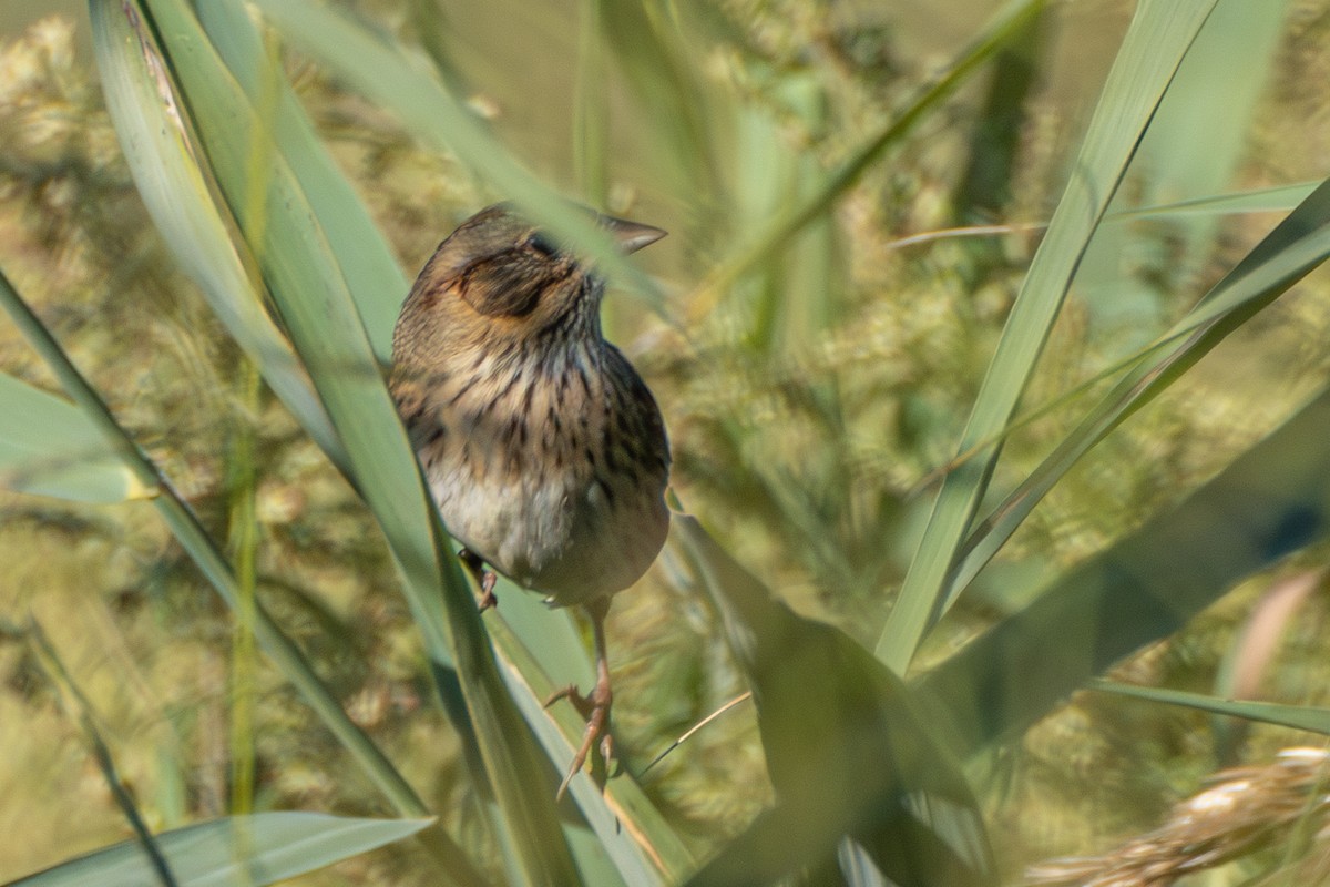 Lincoln's Sparrow - ML608954232