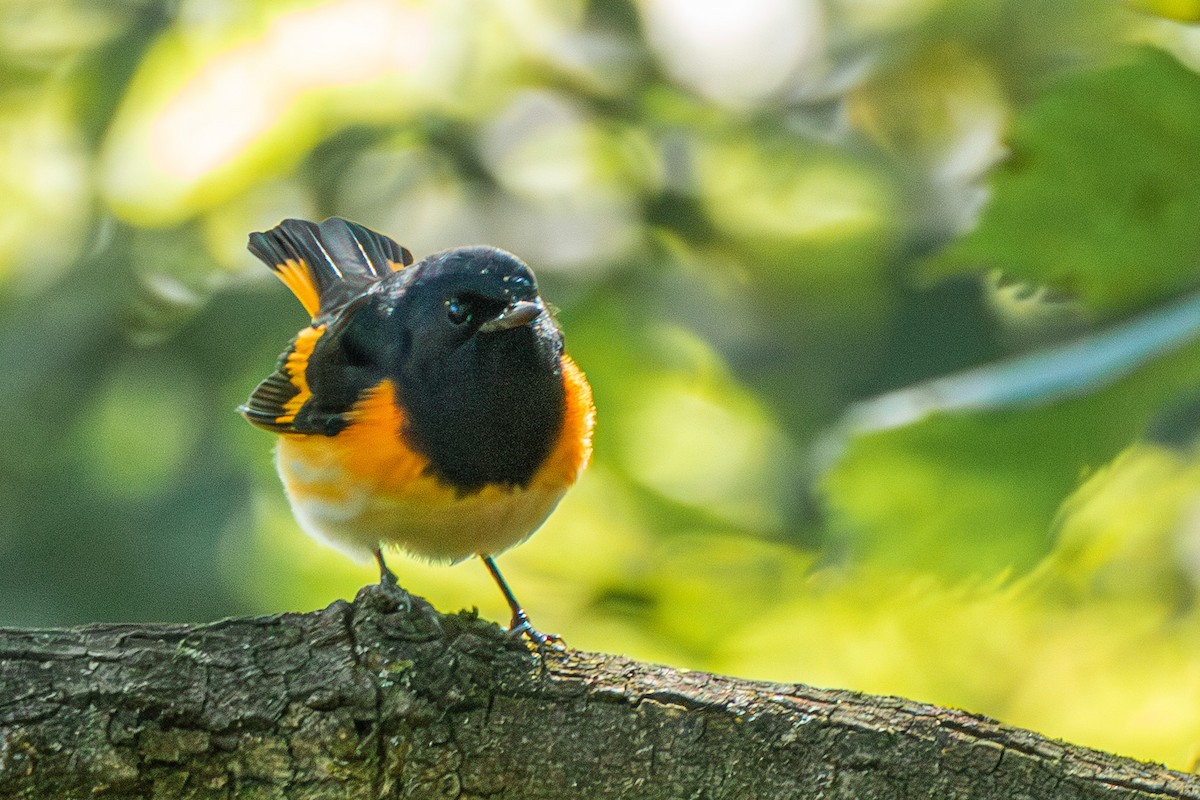 American Redstart - Steven Bruenjes