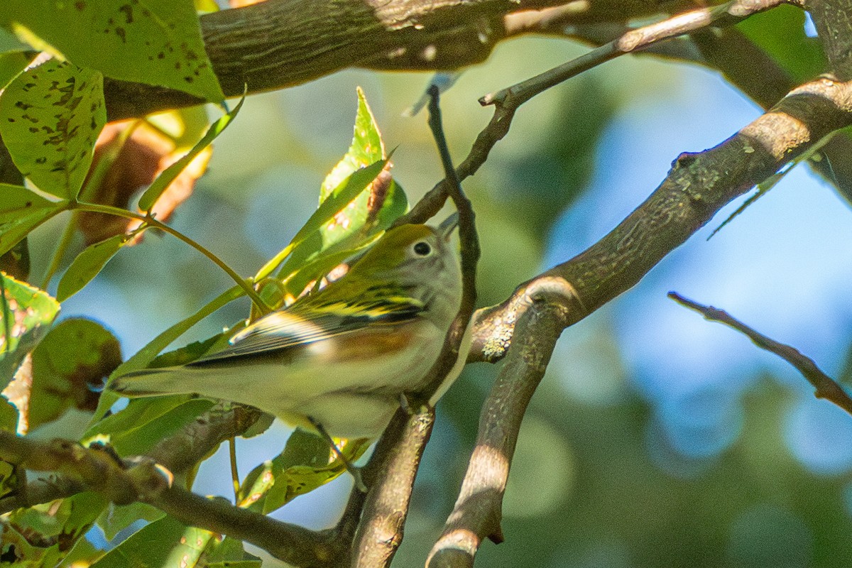 Chestnut-sided Warbler - ML608954240