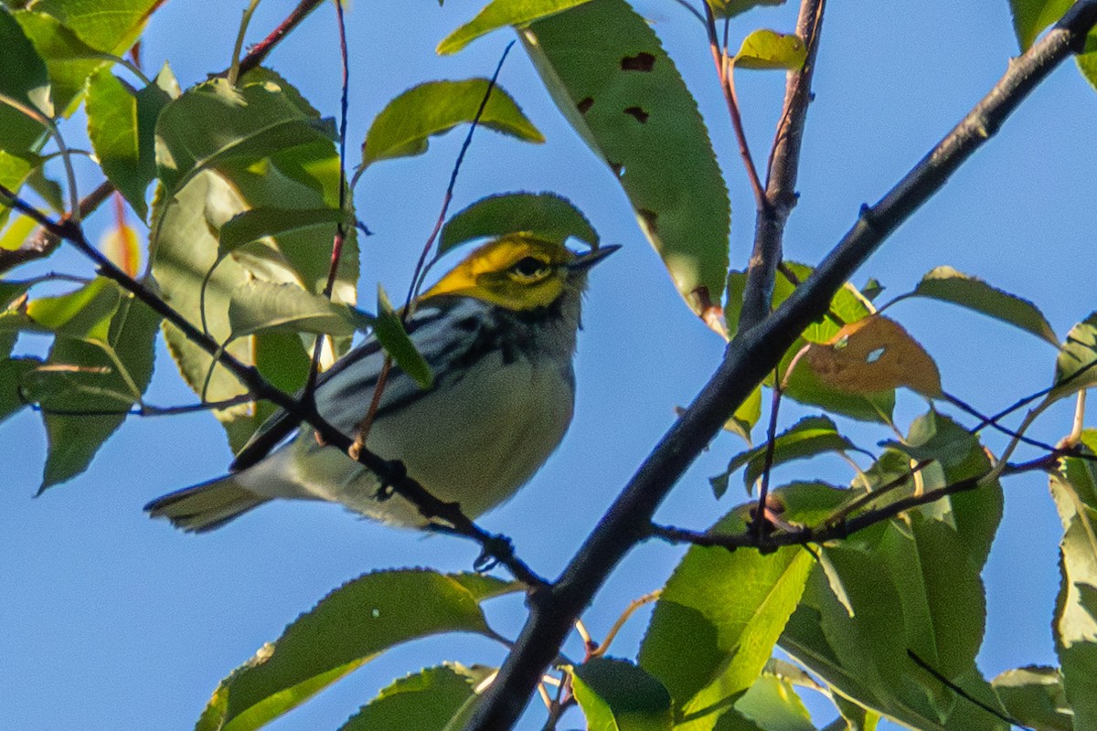 Black-throated Green Warbler - ML608954244