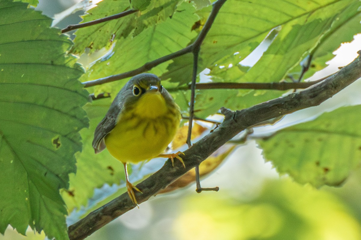 Canada Warbler - Steven Bruenjes