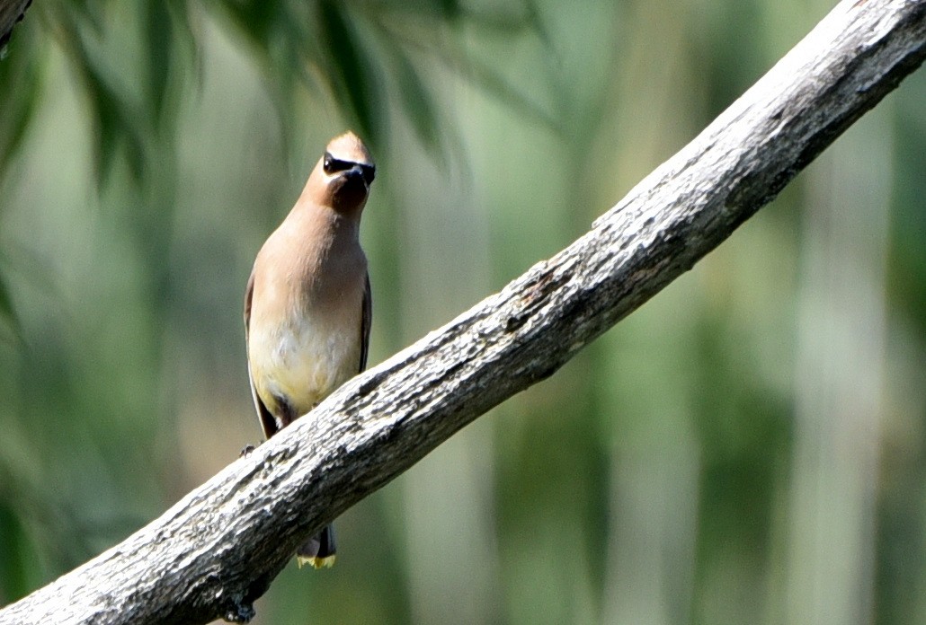 Cedar Waxwing - ML608954296