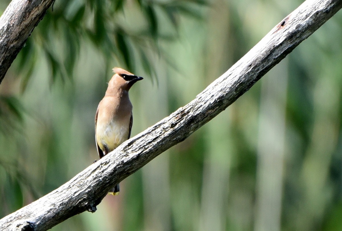 Cedar Waxwing - ML608954297