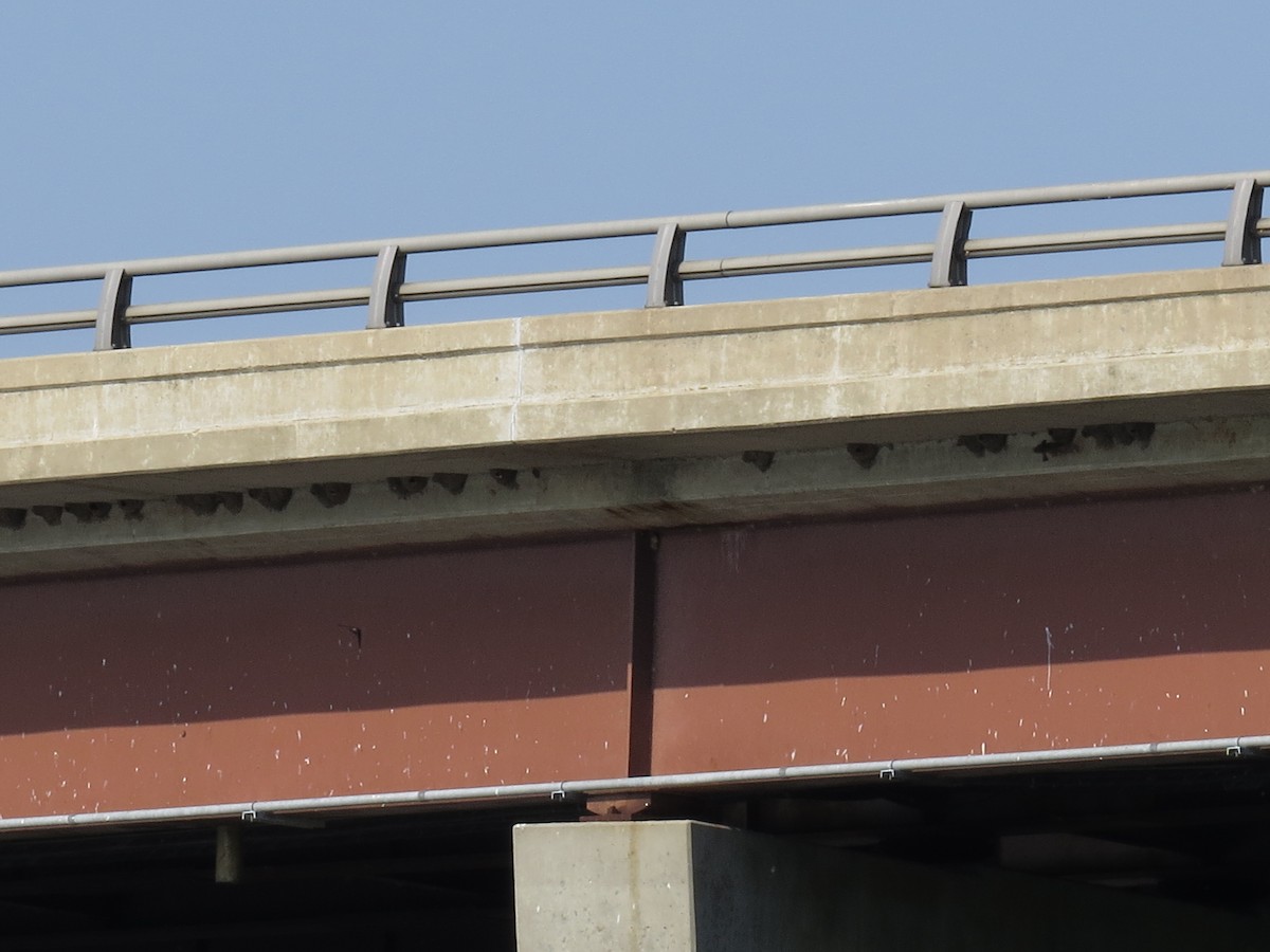 Cliff Swallow - Ross Mueller