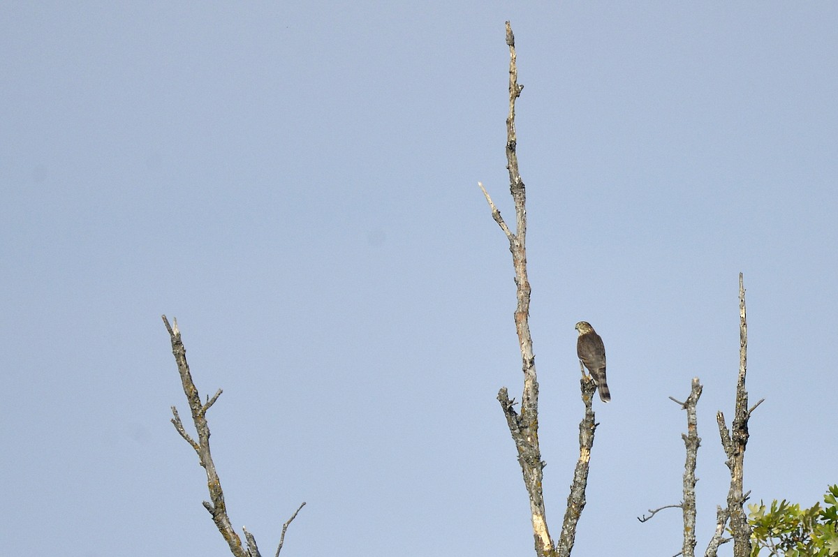 Sharp-shinned Hawk - ML608954324