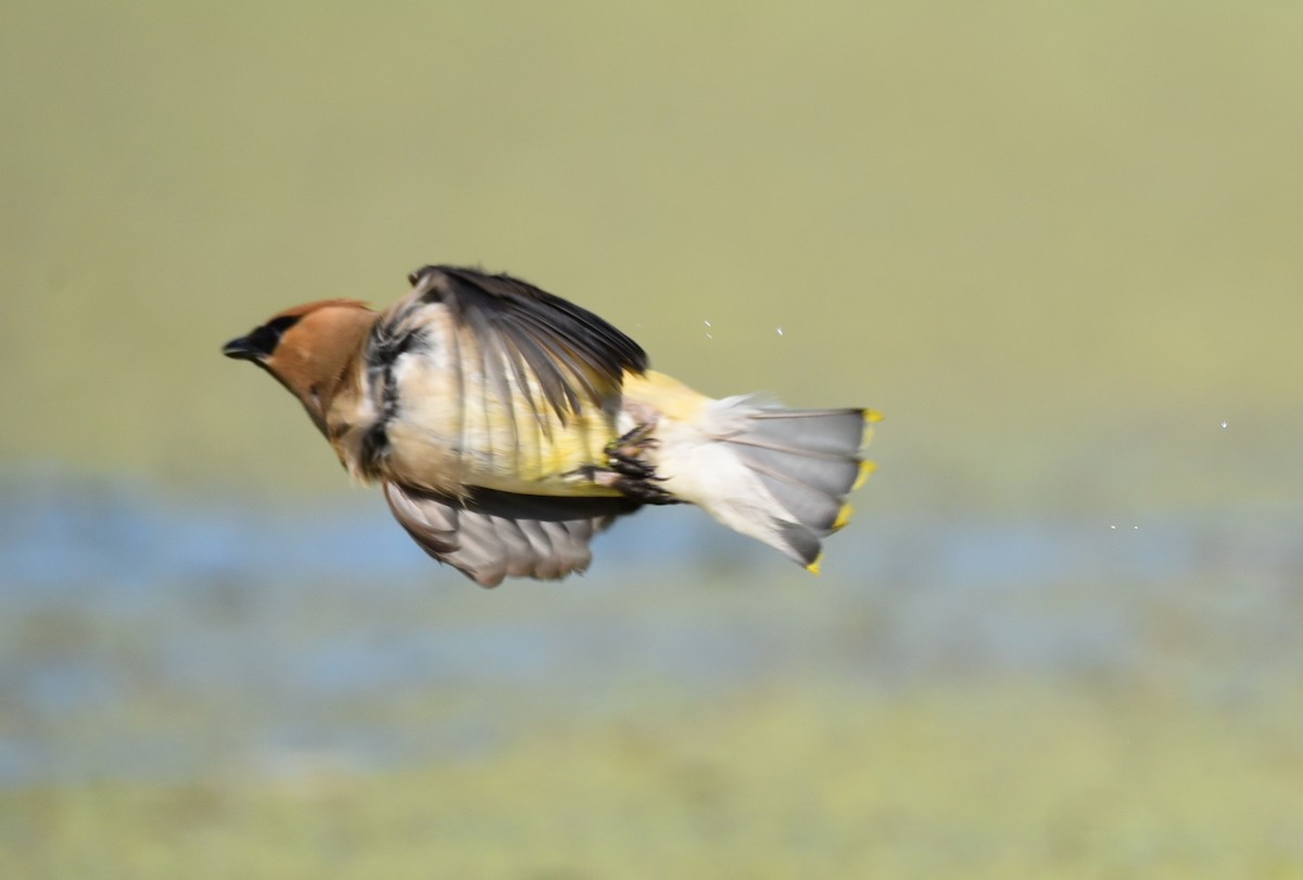 Cedar Waxwing - ML608954442