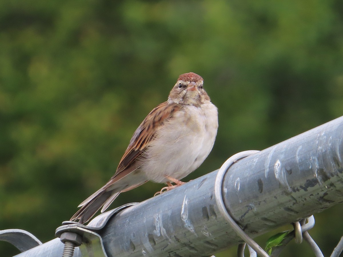 Chipping Sparrow - ML608954463