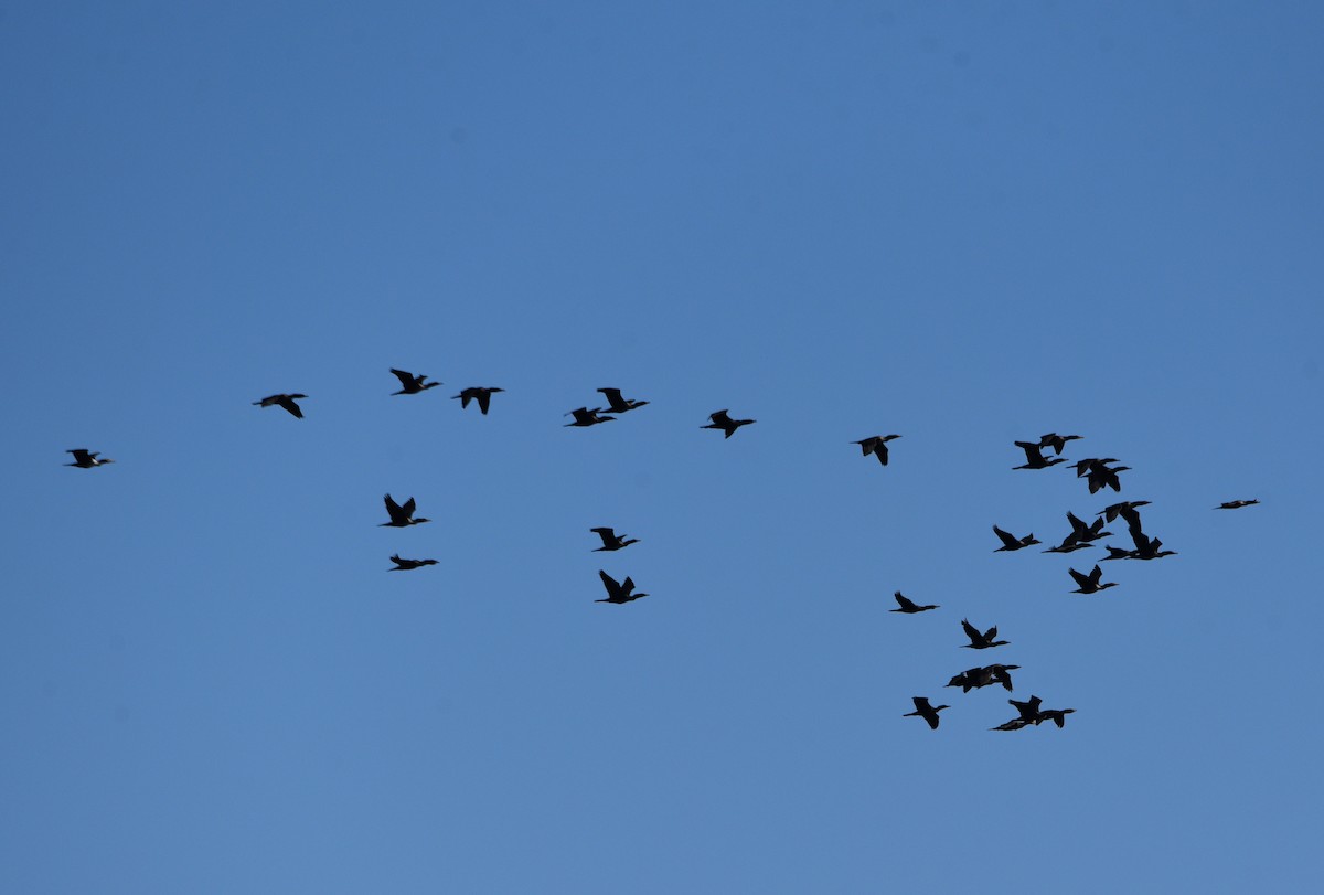 Double-crested Cormorant - ML608954474