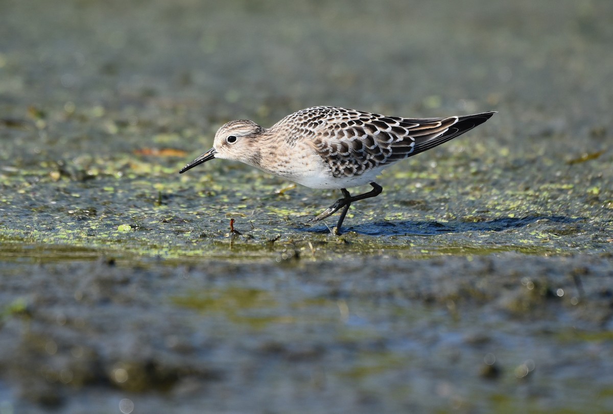 Baird's Sandpiper - ML608954627