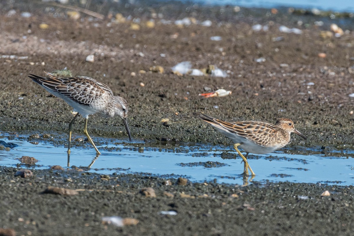 Stilt Sandpiper - ML608954687