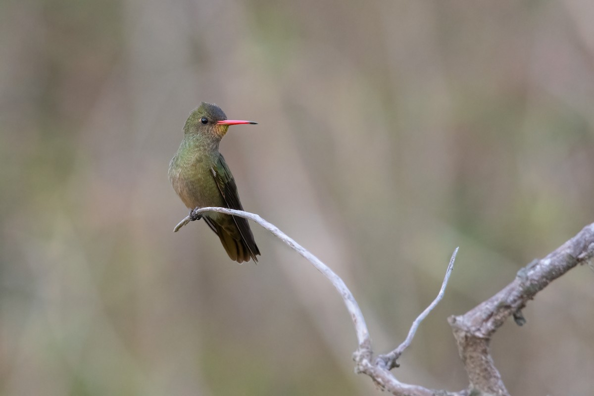 Gilded Hummingbird - Pablo Re