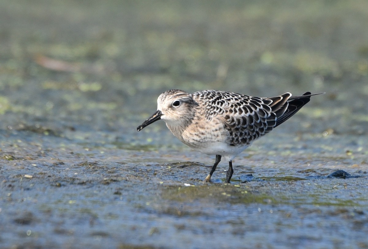 Baird's Sandpiper - Andrea Heine