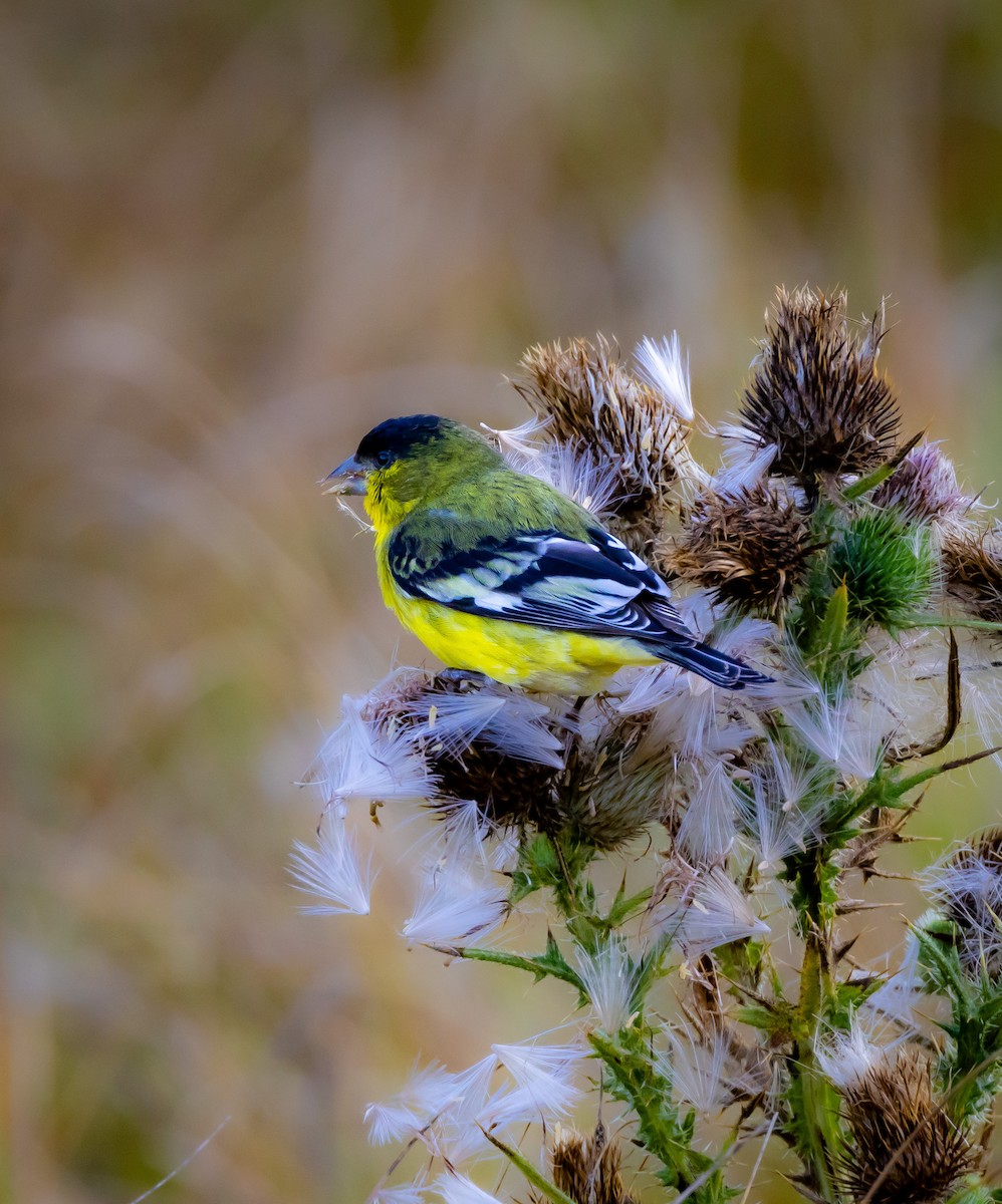 Lesser Goldfinch - ML608954835