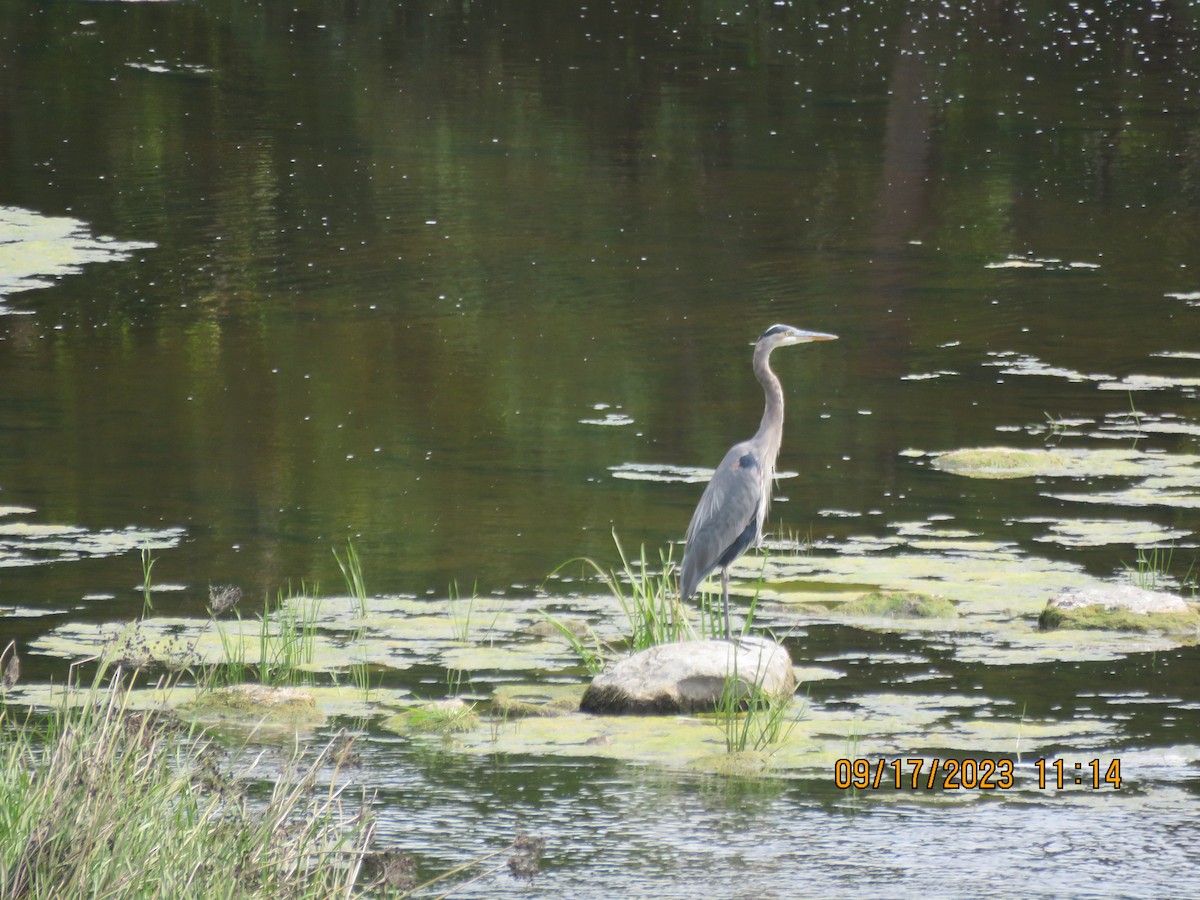 Great Blue Heron - Langis Sirois