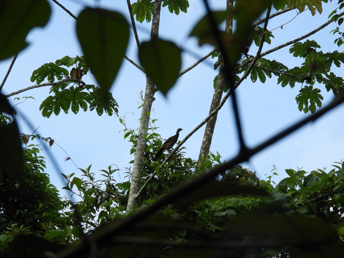 Gray-headed Chachalaca - Maria Corriols