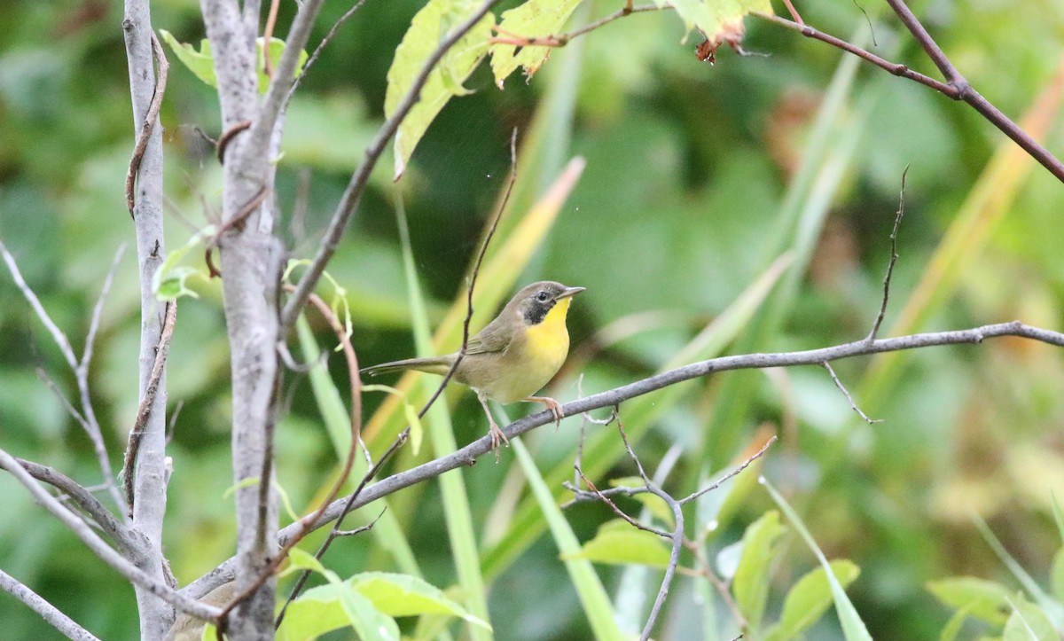 Common Yellowthroat - Joe Gyekis