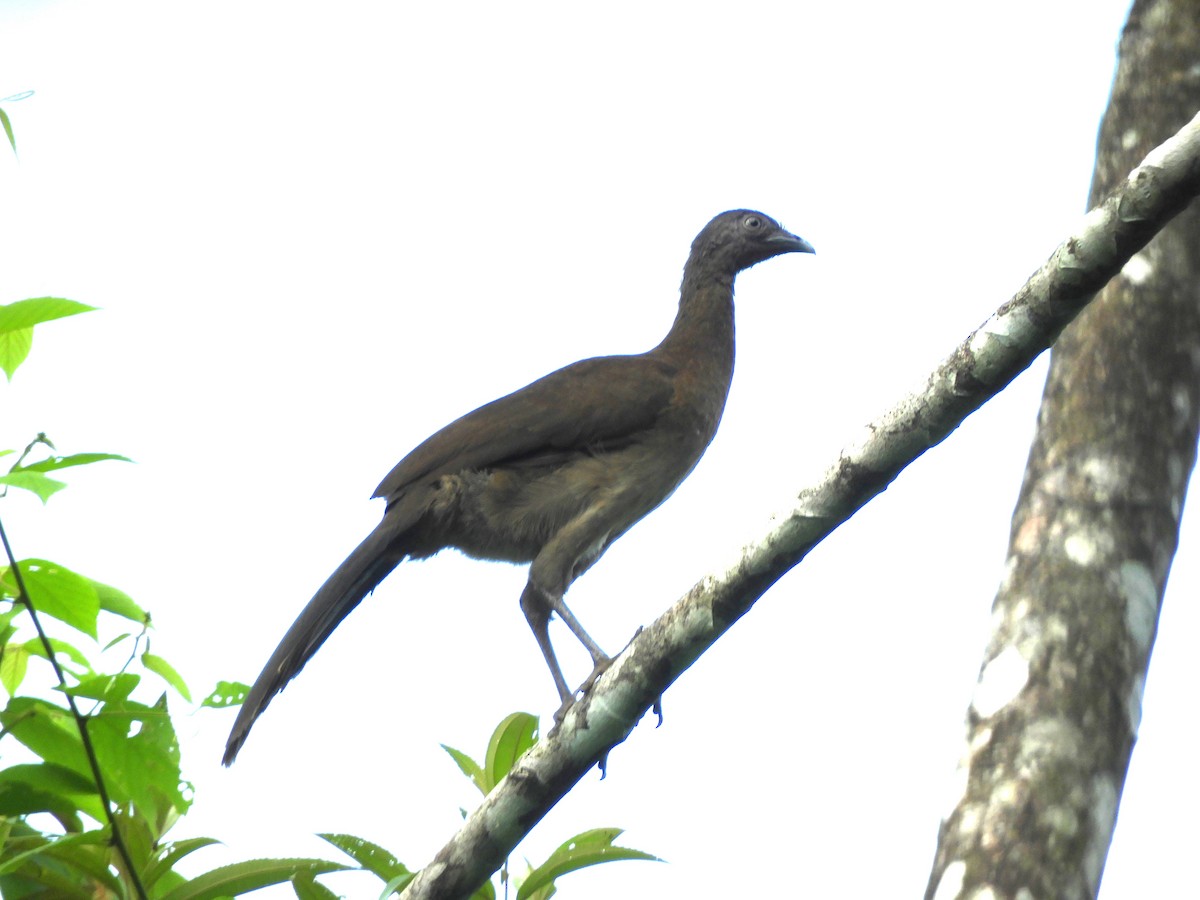 Gray-headed Chachalaca - ML608954881