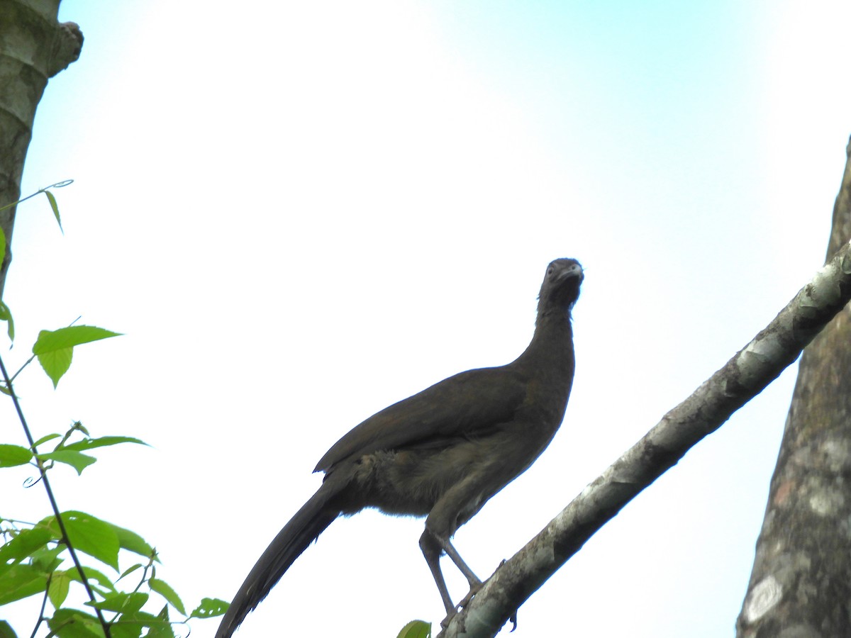 Gray-headed Chachalaca - ML608954891