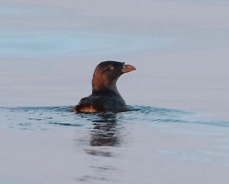 Rhinoceros Auklet - ML608954898