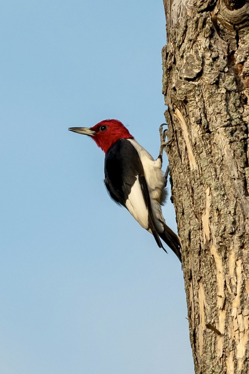 Red-headed Woodpecker - Bill Massaro