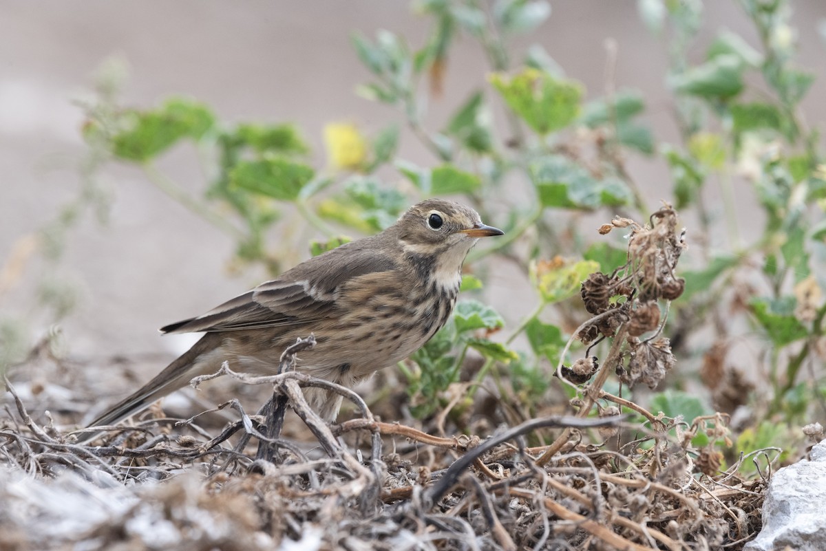 American Pipit - Andrew Brown