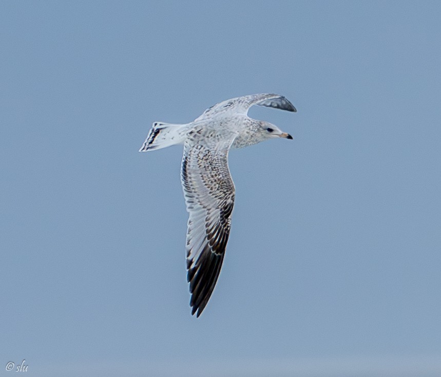 クロワカモメ - ML608955077