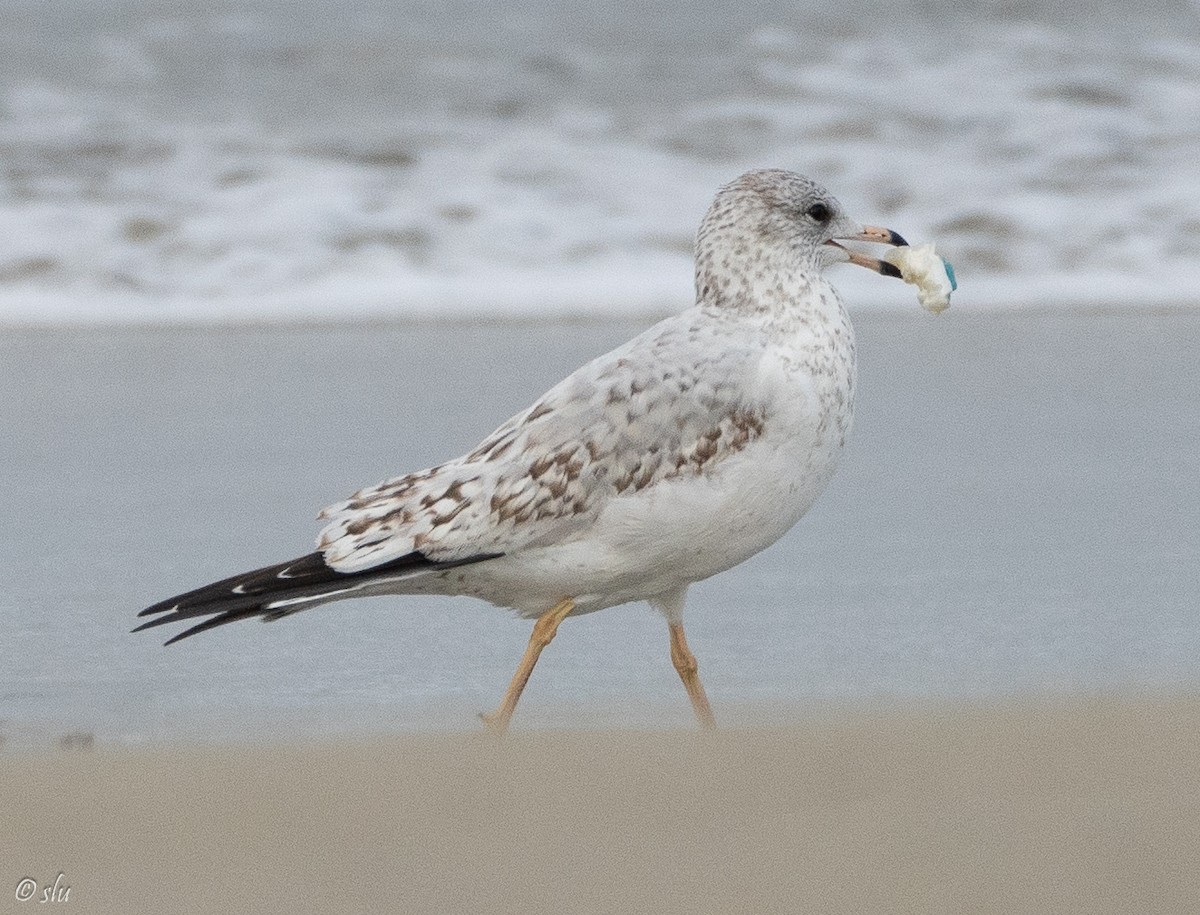 クロワカモメ - ML608955078