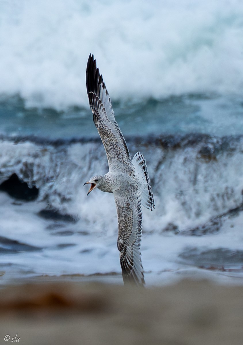 Ring-billed Gull - ML608955079